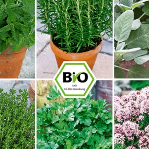 Bio-Kräuter