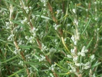 BIO Rosmarin (Rosmarinus officinalis) (10g)