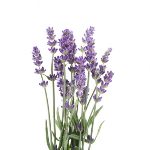 BIO Lavendel (Lavandula officinalis, Lavandula angustifolia MILL.) (10g)