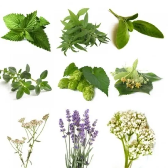BIO Kräuterpaket III (5 Kräuter)