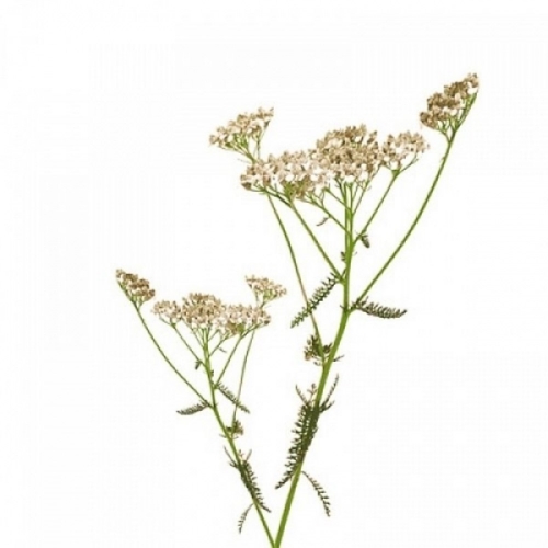 BIO Schafgarbe (Achillea millefolium) (10g)