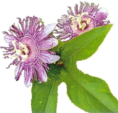 BIO Passionsblumenkraut  (Passiflora incarnata) (10g)