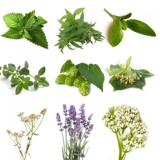 BIO Kräuterpaket IV (5 Kräuter)