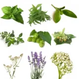 BIO Kräuterpaket II (8 Kräuter)