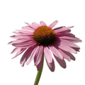 BIO Sonnenhutkraut (Echinacea purpurea L.) (10g)