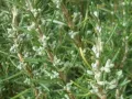 BIO Rosmarin (Rosmarinus officinalis) (10g)