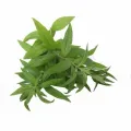 BIO Eisenkraut (Verbena officinalis L.) (10g)