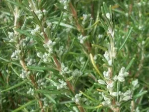 BIO Rosmarin (Rosmarinus officinalis) (10g)