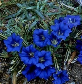 BIO Enzianwurzel (Gentiana) (10g)
