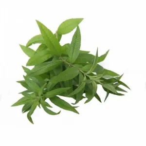 BIO Eisenkraut (Verbena officinalis L.) (10g)