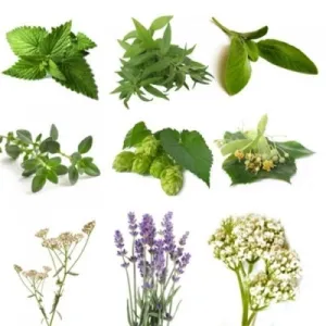 BIO Kräuterpaket II (8 Kräuter)