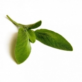 BIO Salbei (Salvia officinalis L.) (10g)