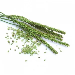 BIO Spitzwegerich (Plantago lanceolata L.) (10g)