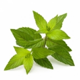 BIO Pfefferminzblätter (Mentha piperita L.) (10g)